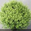 Pittosporum Tenuifolium Midget -Promesse de fleurs Boutique pittosporum tenuifolium midget 15119 1