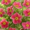 Potentilla Fruticosa Danny Boy - Potentille Arbustive à Fleurs Simples Rose Framboise 2 Potentilla Fruticosa Danny Boy - Potentille Arbustive à Fleurs Simples Rose Framboise -Promesse de fleurs Boutique potentilla danny boy copyright plantipp 2