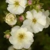 Potentille Arbustive - Potentilla Fruticosa Double Punch Cream -Promesse de fleurs Boutique potentilla fruticosa double punch cream 100806 1