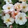 Potentilla Fruticosa Double Punch Pastel - Potentille Arbustive -Promesse de fleurs Boutique potentilla fruticosa double punch pastel 15261 1