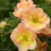Potentille Arbustive - Potentilla Fruticosa Double Punch Peach -Promesse de fleurs Boutique potentilla fruticosa double punch peach 100809 1