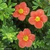 Potentille Arbustive - Potentilla Fruticosa Red'issima -Promesse de fleurs Boutique potentilla fruticosa red issima 100815 1