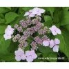 Hortensia Serrata Princesse Eugénie -Promesse de fleurs Boutique princesse eugenie