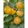 Abricotier - Prunus Armeniaca Bulida -Promesse de fleurs Boutique prunus armeniaca bulida 100995 1