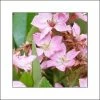 Rhaphiolepis Pink Cloud -Promesse de fleurs Boutique rhaphiolepis pink cloud 86457 1