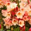 Rhododendron Jingle Bells - Rhododendron Nain 1 Rhododendron Jingle Bells - Rhododendron Nain -Promesse de fleurs Boutique rhodo jingle bells 80479 1
