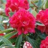 Rhododendron Arboreum Rouge - Grand Rhododendron 1 Rhododendron Arboreum Rouge - Grand Rhododendron -Promesse de fleurs Boutique rhododendron arboreum rubrum 80474 1