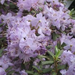 Rhododendron Blue Silver - Rhododendron Nain