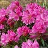 Rhododendron Graziella - Grand Rhododendron 2 Rhododendron Graziella - Grand Rhododendron -Promesse de fleurs Boutique rhododendron graziella 781740 1