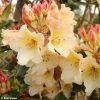 Rhododendron Horizon Monarch - Grand Rhododendron 2 Rhododendron Horizon Monarch - Grand Rhododendron -Promesse de fleurs Boutique rhododendron horizon monarch 80478 1