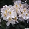Rhododendron Madame Masson - Grand Rhododendron -Promesse de fleurs Boutique rhododendron madame masson 781744 1