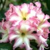 Rhododendron Melrose Flash - Grand Rhododendron -Promesse de fleurs Boutique rhododendron melrose flash 781743 1