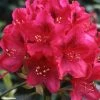 Rhododendron Nova Zembla - Grand Rhododendron 1 Rhododendron Nova Zembla - Grand Rhododendron -Promesse de fleurs Boutique rhododendron nova zembla 781747 1