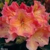 Rhododendron Olga - Grand Rhododendron -Promesse de fleurs Boutique rhododendron olga 781745 1