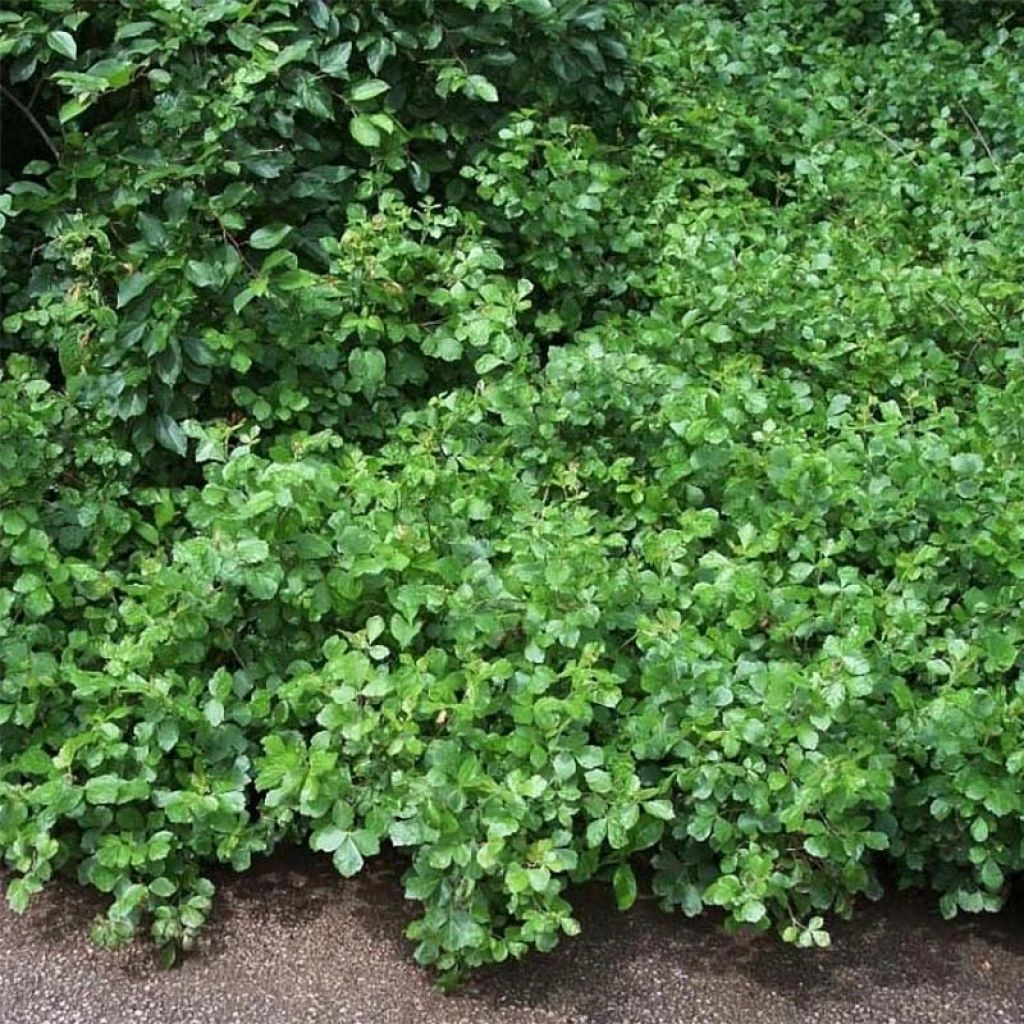 Sumac Aromatique - Rhus Aromatica Gro-Low 3 Sumac Aromatique - Rhus Aromatica Gro-Low