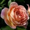 Rosier David Austin Lady Of Shalott -Promesse de fleurs Boutique rosier anglais lady of shalot 771463 1