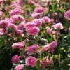Rosier David Austin Gertrude Jekyll -Promesse de fleurs Boutique rosier david austin gertrude jekyll 665072