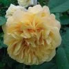Rosier Ancien Fragrant Old Yellow -Promesse de fleurs Boutique rosier fragant old yellow 771501 1