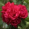 Rosier Grimpant Blaze Superior (Blaze Improved, Demokracie) -Promesse de fleurs Boutique rosier grimpant blaze superior 15619 1