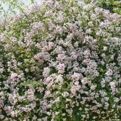 Rosier Liane Paul's Himalayan Musk