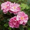 Rosier Rugosa Thérèse Bugnet -Promesse de fleurs Boutique rosier rugosa therese bugnet 169922 1