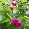 Rubus Spectabilis Olympic Double (Flore Pleno) - Ronce D'ornement -Promesse de fleurs Boutique rubus spectabilis olympic double 85532 4