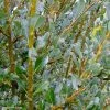 Salix (x) Tetrapla - Saule -Promesse de fleurs Boutique salix tetrapla 100853 1