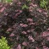 Sureau Noir - Sambucus Nigra Black Beauty (Gerda) 2 Sureau Noir - Sambucus Nigra Black Beauty (Gerda) -Promesse de fleurs Boutique sambucus nigra black beauty gerda 7870 3