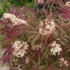 Sambucus Nigra Serenade - Sureau Noir -Promesse de fleurs Boutique sambucus nigra serenade 84312 1