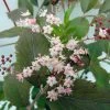 Sambucus Nigra Thundercloud - Sureau Noir -Promesse de fleurs Boutique sambucus nigra thundercloud sureau noir 84313 1