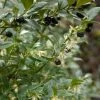 Sarcococca Hookeriana -Promesse de fleurs Boutique sarcococcas hookeriana type 7816000 1