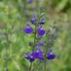 Sauge Arbustive Victoria Blue -Promesse de fleurs Boutique sauge arbustive victoria blue 84992 1