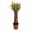 Saule à Bois Brun Tressé - Forme Colonne -Promesse de fleurs Boutique saule a bois brun tresse forme colonne 86474 1