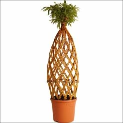 Saule à Bois Jaune Tressé - Forme Bombée