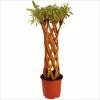 Saule à Bois Jaune Tressé - Forme Colonne -Promesse de fleurs Boutique saule a bois jaune tresse forme colonne 86472 1