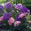Duo Quartz Et Améthyste -Promesse de fleurs Boutique sc ne phlox paniculata the king rosier berleburg