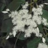 Schizophragma Angel Wings - Hortensia Grimpant -Promesse de fleurs Boutique schizophragma fauriei angel wings 86466 fl