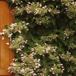 Schizophragma Hydrangeoides Rose Sensation (Roseum)