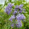Solanum Crispum Glasnevin -Promesse de fleurs Boutique solanum crispum glasnevin 80051 3