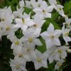 Solanum Jasminoides Album -Promesse de fleurs Boutique solanum jasminoides album 491544 3