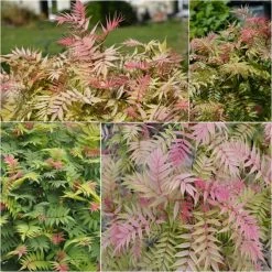 Sorbaria Sorbifolia Pink Hopi - Fausse Spirée à Feuilles De Sorbier