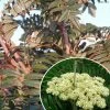 Sorbus Scalaris - Sorbier à Feuilles De Fougère -Promesse de fleurs Boutique sorbus scalaris IF 17291 1
