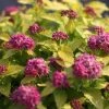 Spirée Japonaise Double Play Gold - Spiraea Japonica 1 Spirée Japonaise Double Play Gold - Spiraea Japonica -Promesse de fleurs Boutique spiraea japonica double play gold 85233 1
