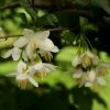 Styrax Japonica - Styrax Japonais 1 Styrax Japonica - Styrax Japonais -Promesse de fleurs Boutique styrax japonica 74160 6