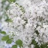 Lilas Nain - Syringa Meyeri Flowerfesta White 2 Lilas Nain - Syringa Meyeri Flowerfesta White -Promesse de fleurs Boutique syringa meyeri flowerfesta white 84342 1