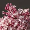 Lilas De Chine - Syringa Microphylla Superba -Promesse de fleurs Boutique syringa microphylla superba 7584 5