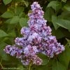 Lilas - Syringa Vulgaris Président Grevy -Promesse de fleurs Boutique syringa vulgaris president grevy 781756 1