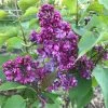 Lilas - Syringa Vulgaris Prince Wolkonsky -Promesse de fleurs Boutique syringa vulgaris prince wolkonsky 781757 3