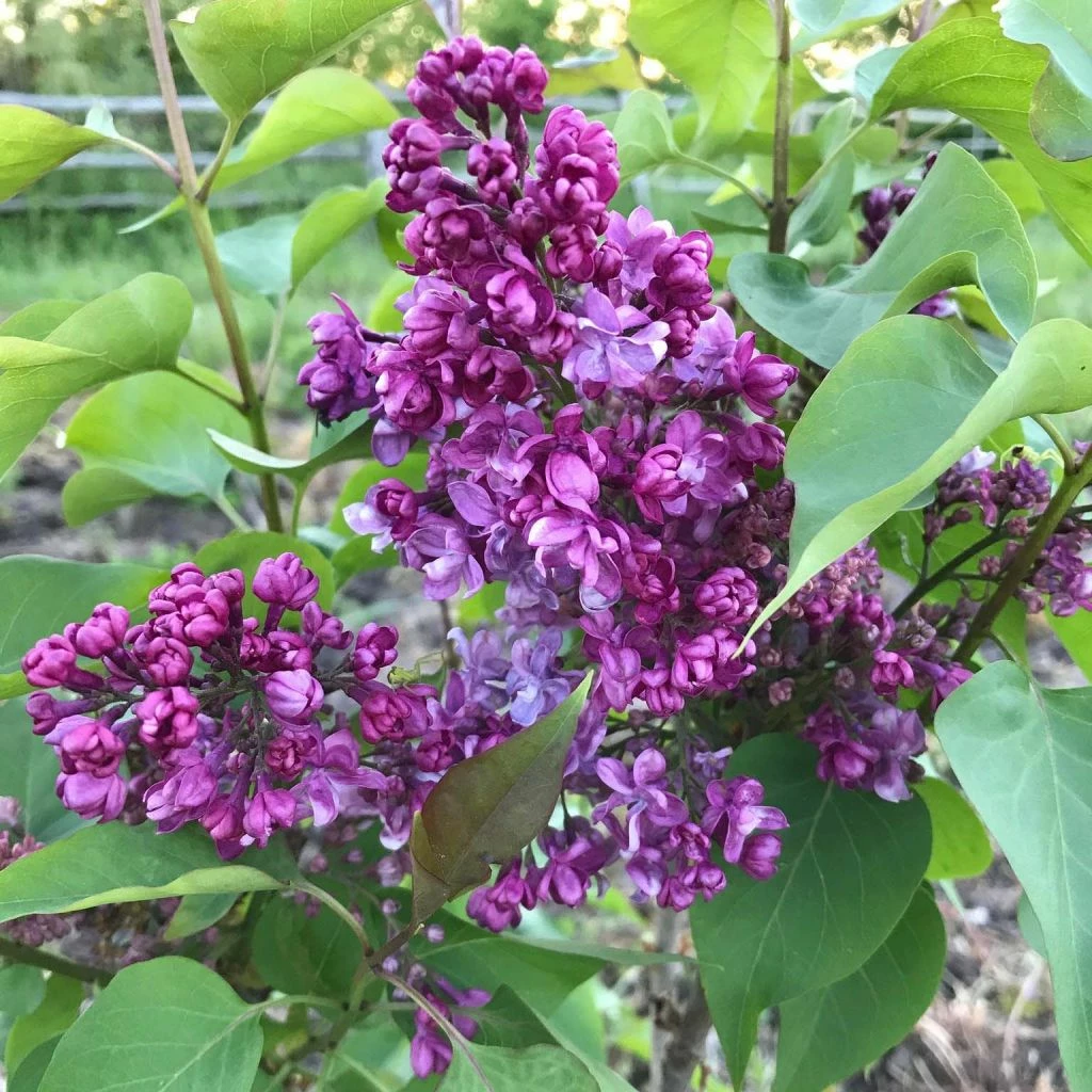 Lilas - Syringa Vulgaris Prince Wolkonsky 3 Lilas - Syringa Vulgaris Prince Wolkonsky