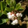 Airelle, Vaccinium Vitis Idaea -Promesse de fleurs Boutique vaccinium vitis idaea 7548 1
